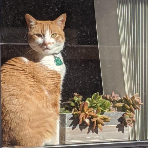 Here is a cat.
