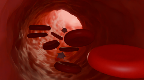 Inside view of a blood vessel with red blood cells and platelets.